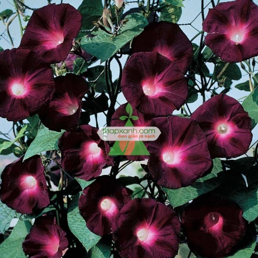 รูปภาพของ Hạt giống hoa Bìm Bìm tím