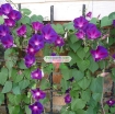 รูปภาพของ Hạt giống hoa Bìm Bìm tím
