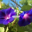 รูปภาพของ Hạt giống hoa Bìm Bìm tím