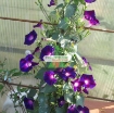 รูปภาพของ Hạt giống hoa Bìm Bìm tím