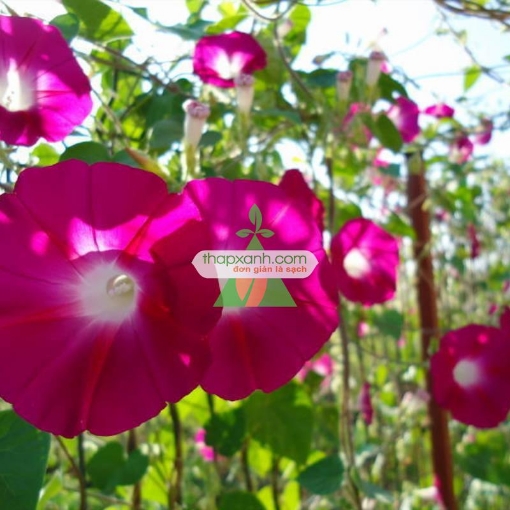 รูปภาพของ Hạt giống hoa Bìm Bìm đỏ