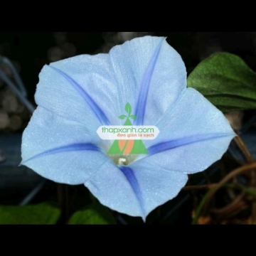 รูปภาพของ Hạt giống hoa Bìm Bìm trắng