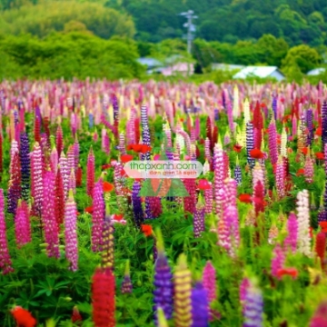 รูปภาพของ Hạt giống Hoa Lupine mix