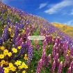 รูปภาพของ Hạt giống Hoa Lupine mix
