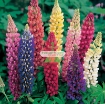 รูปภาพของ Hạt giống Hoa Lupine mix
