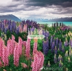 รูปภาพของ Hạt giống Hoa Lupine mix