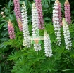 รูปภาพของ Hạt giống Hoa Lupine mix