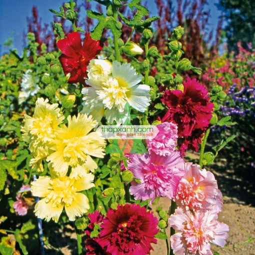 Gambar Hạt giống Hoa Mãn Đình Hồng mix