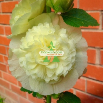 รูปภาพของ Hạt giống Hoa Mãn Đình Hồng vàng