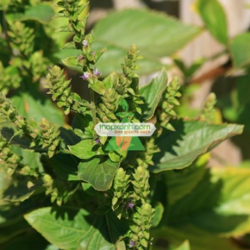 Ảnh của Hạt giống Cây Hoắc Hương