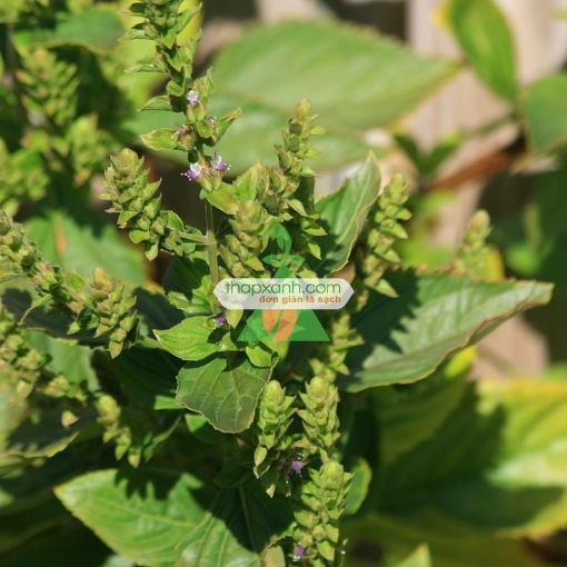 Ảnh của Hạt giống Cây Hoắc Hương