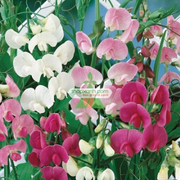 图片 Hạt giống Hoa Đậu Thơm mix