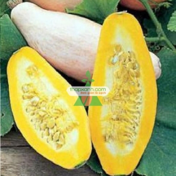 Ảnh của Hạt giống Bí Ngô Chuối Hồng