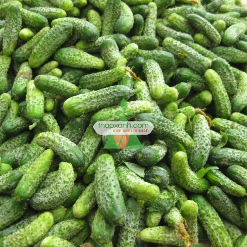 รูปภาพของ Hạt giống Dưa Chuột (Dưa leo) bao tử