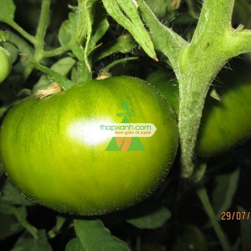 รูปภาพของ Hạt giống Cà Chua xanh