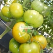 รูปภาพของ Hạt giống Cà Chua xanh