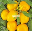 图片 Hạt giống Cà Chua vàng (Cà Chua Chanh)