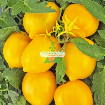 รูปภาพของ Hạt giống Cà Chua vàng (Cà Chua Chanh)