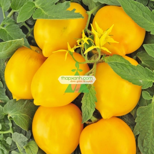 图片 Hạt giống Cà Chua vàng (Cà Chua Chanh)