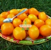 图片 Hạt giống Cà Chua vàng (Cà Chua Chanh)