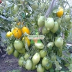 图片 Hạt giống Cà Chua vàng (Cà Chua Chanh)