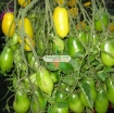 图片 Hạt giống Cà Chua vàng (Cà Chua Chanh)