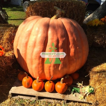 Ảnh của Hạt giống Bí Ngô khổng lồ (250kg)