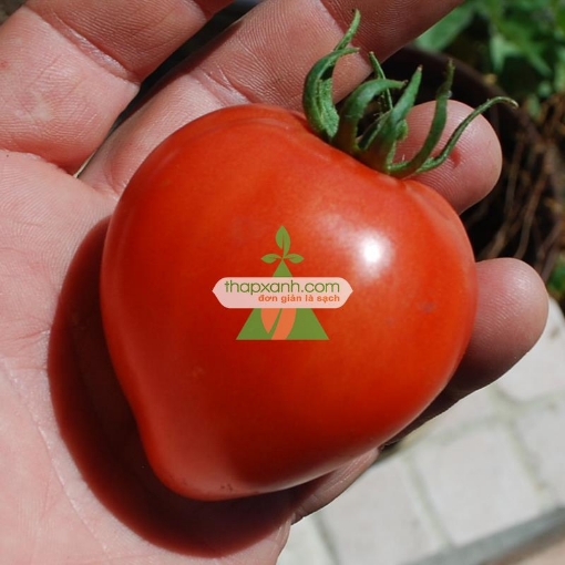 图片 Hạt giống Cà Chua trái tim