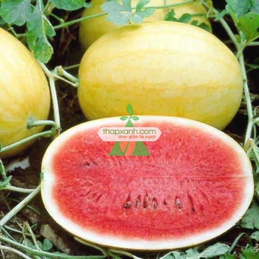 Gambar Hạt giống Dưa Hấu vàng ruột đỏ