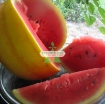 Gambar Hạt giống Dưa Hấu vàng ruột đỏ