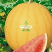 Gambar Hạt giống Dưa Hấu vàng ruột đỏ