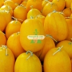 Gambar Hạt giống Dưa Hấu vàng ruột đỏ