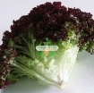 图片 Hạt giống rau Xà Lách xoăn tím (Nga)