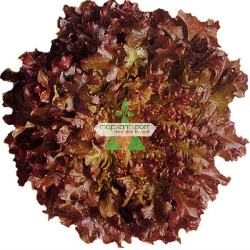 图片 Hạt giống rau Xà Lách xoăn tím (Nga)