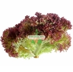 图片 Hạt giống rau Xà Lách xoăn tím (Nga)