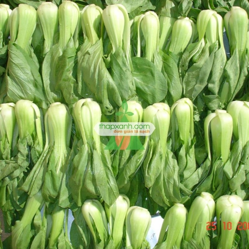 รูปภาพของ Hạt giống rau Cải Thìa (Cải chíp) Nga