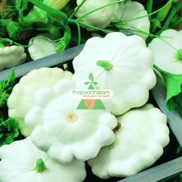 Ảnh của Hạt giống Bí Đĩa Bay trắng