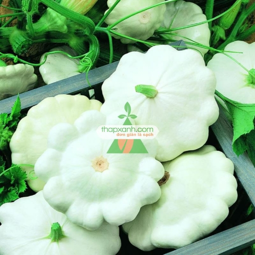 Picture of Hạt giống Bí Đĩa Bay trắng