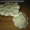Picture of Hạt giống Bí Đĩa Bay trắng