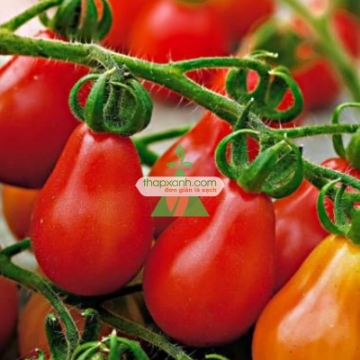 รูปภาพของ Hạt giống Cà Chua Bi trái lê (đỏ)