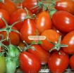 รูปภาพของ Hạt giống Cà Chua Bi trái lê (đỏ)