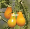 图片 Hạt giống Cà Chua Bi trái lê (cam)