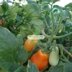 图片 Hạt giống Cà Chua Bi trái lê (cam)