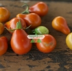 图片 Hạt giống Cà Chua Bi trái lê (cam)