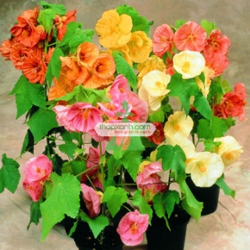 Picture of Hạt giống Hoa Cối Xay mix (Nga)