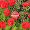 图片 Hạt giống hoa Mười Giờ kép đỏ (Nga)