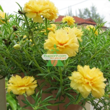 รูปภาพของ Hạt giống hoa Mười Giờ kép vàng (Nga)