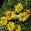 Gambar Hạt giống hoa Mười Giờ kép vàng (Nga)
