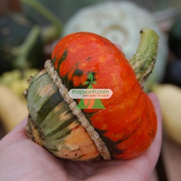 Ảnh của Hạt giống Bí Đội Nón