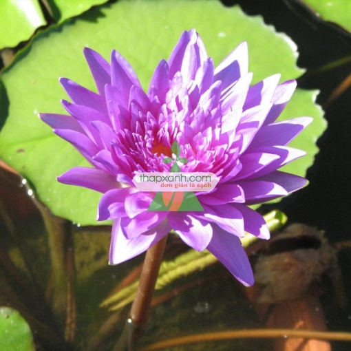 รูปภาพของ Cây hoa Súng Thái